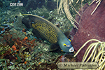 French Angelfish (Pomacanthus paru)